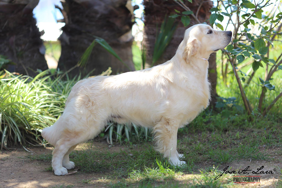 comprar golden retriever comprar golden retriever valencia merry photo comprar golden retriever comprar golden retriever valencia merry photo